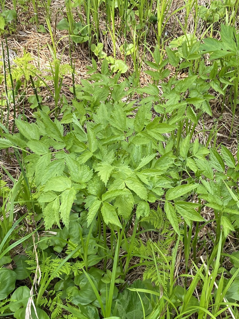 Actaea matsumurae photo 5