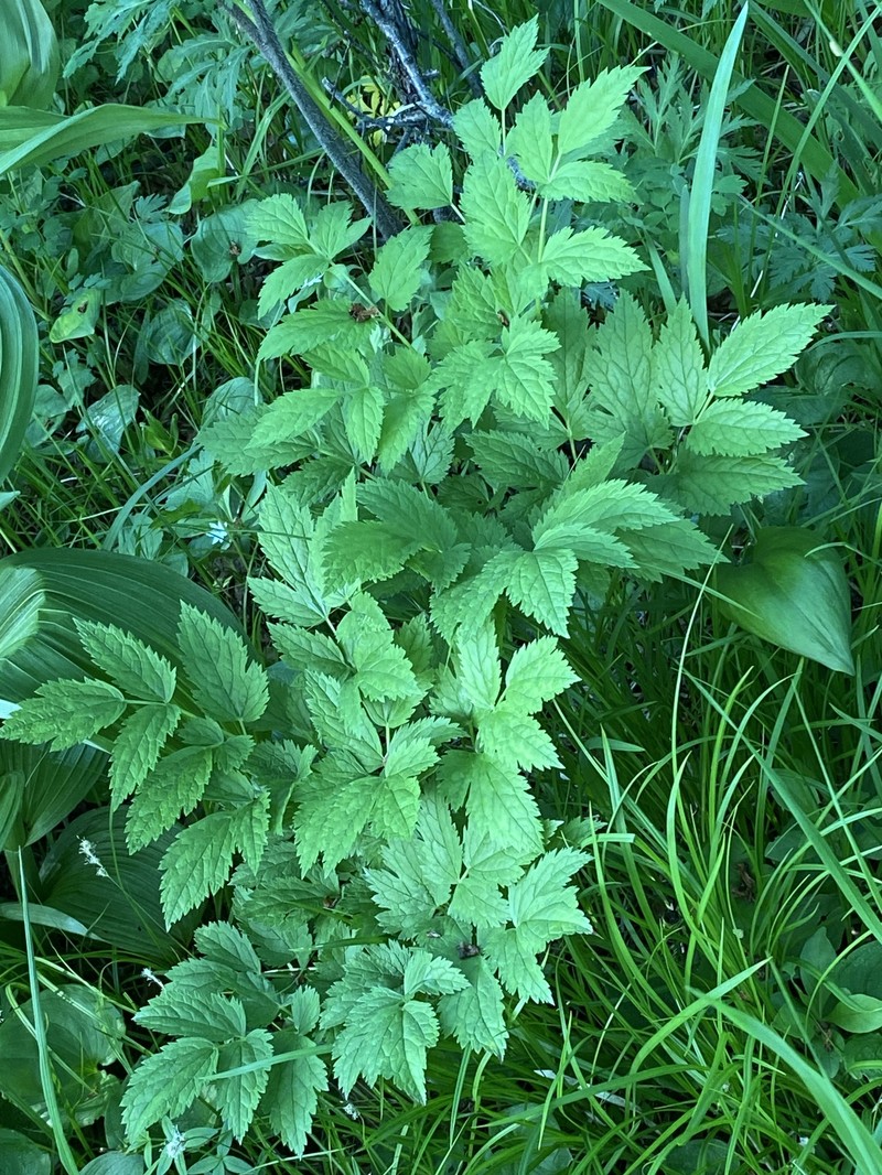 Actaea matsumurae photo 6