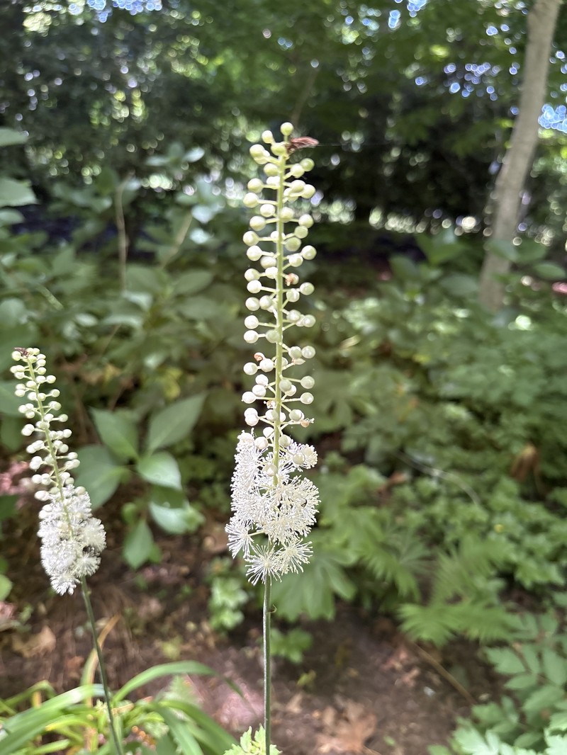 Actaea matsumurae photo 7