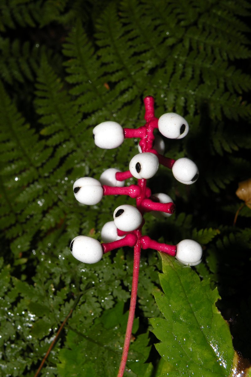White Baneberry photo 2