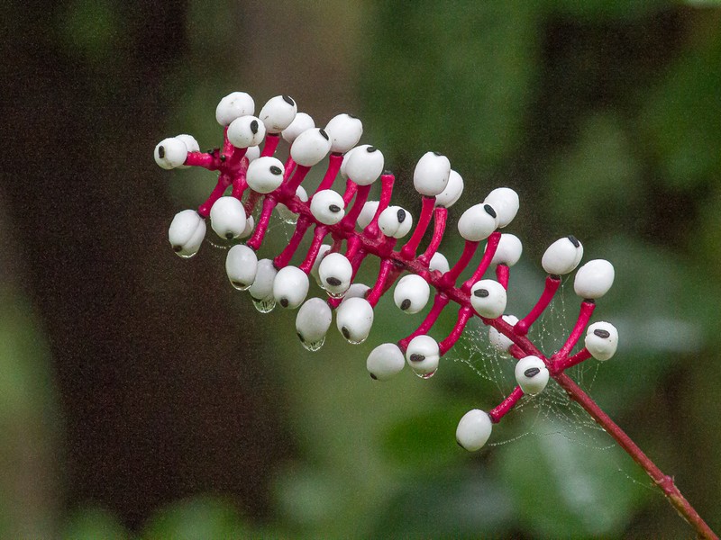 White Baneberry photo 3