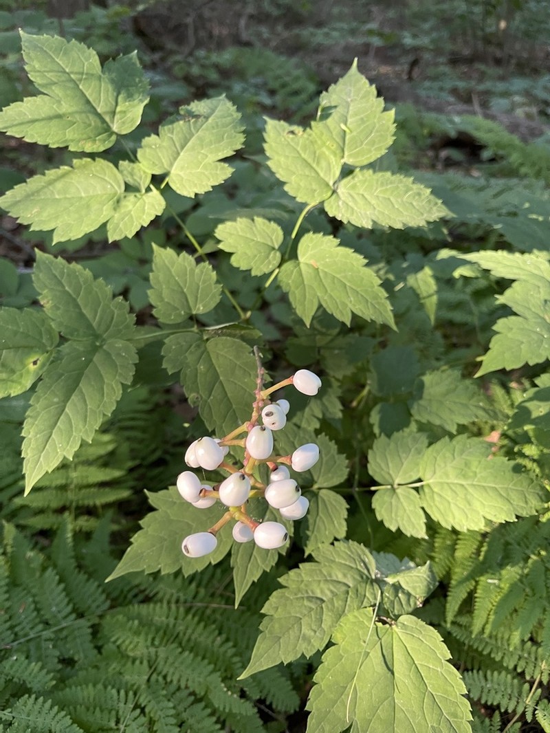 White Baneberry photo 4