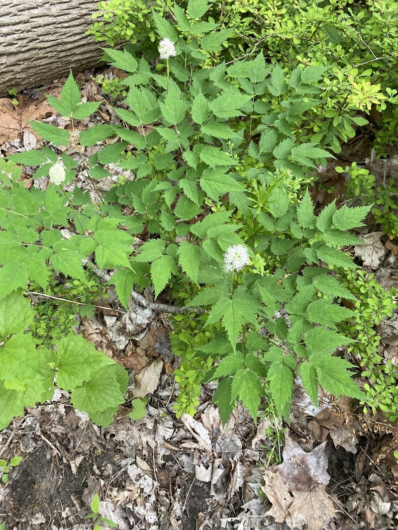 White Baneberry photo 5