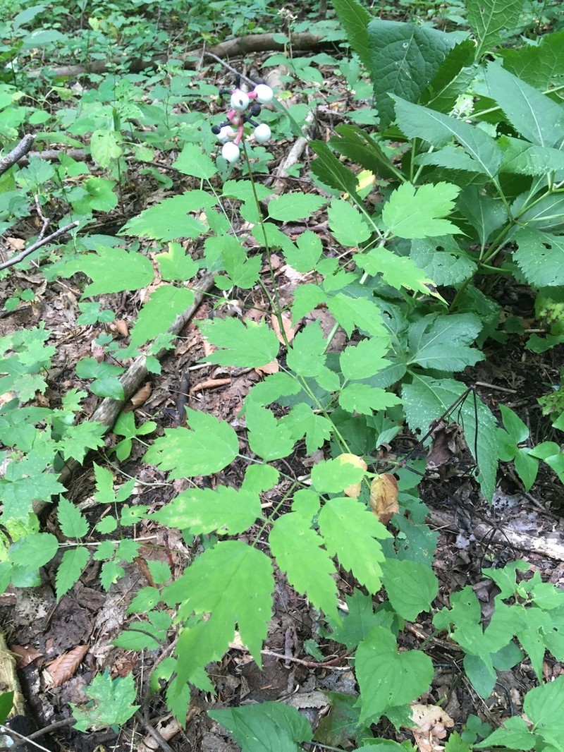 White Baneberry photo 6