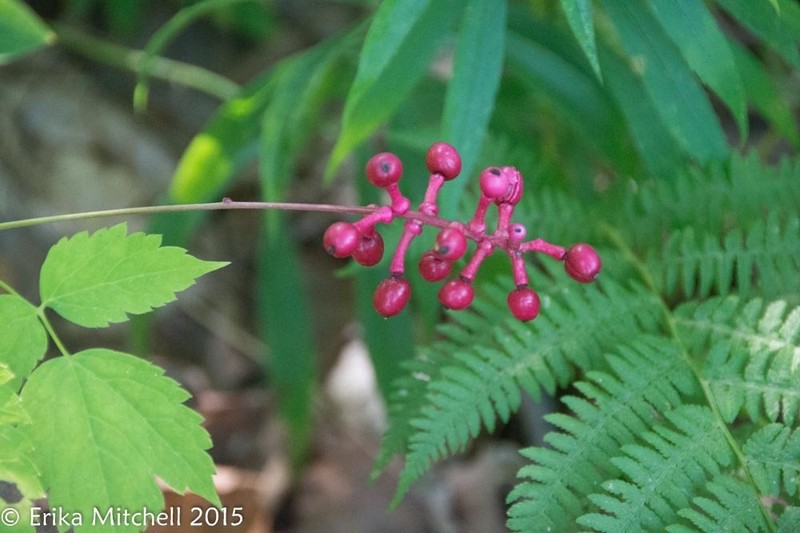 White Baneberry photo 7