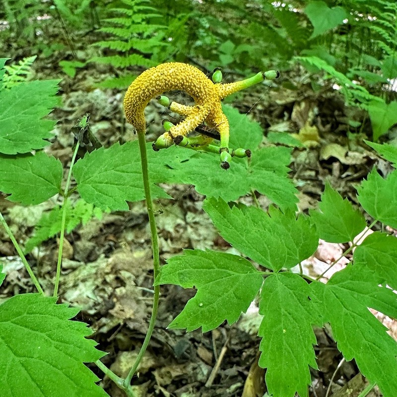 White Baneberry photo 8