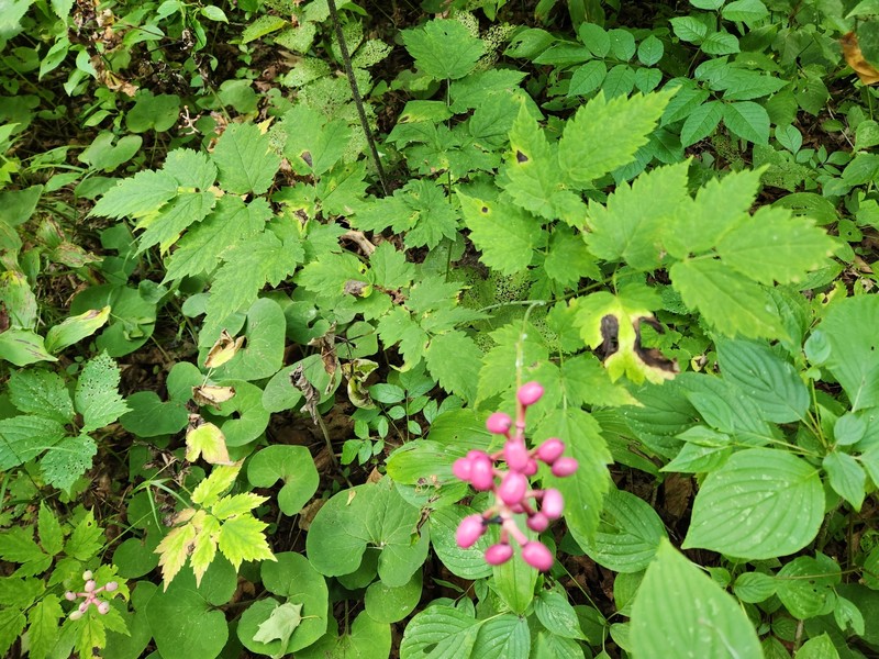 Actaea pachypoda f. rubrocarpa