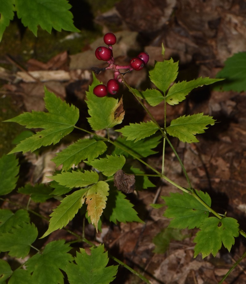Actaea pachypoda f. rubrocarpa photo 2