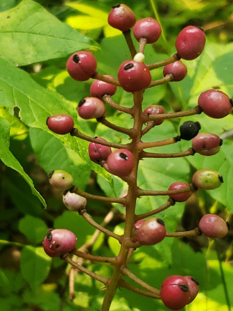 Actaea pachypoda f. rubrocarpa photo 3