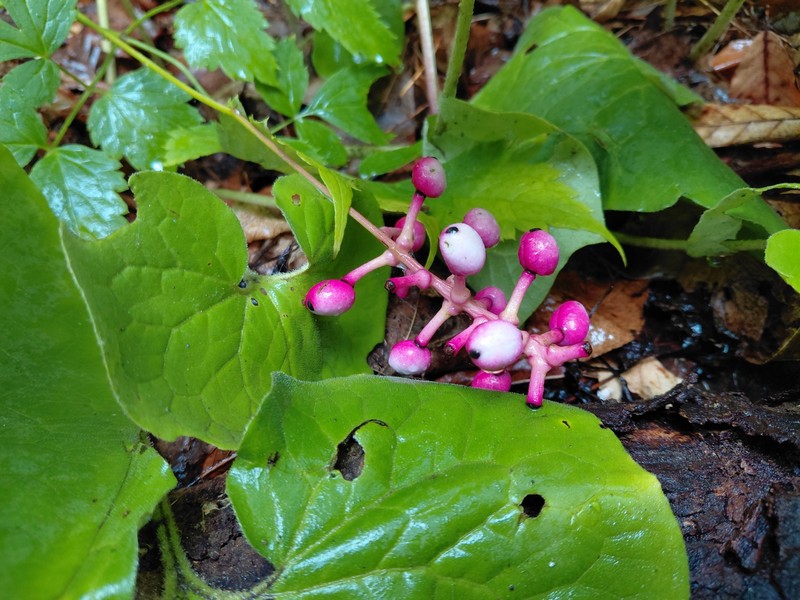 Actaea pachypoda f. rubrocarpa photo 4