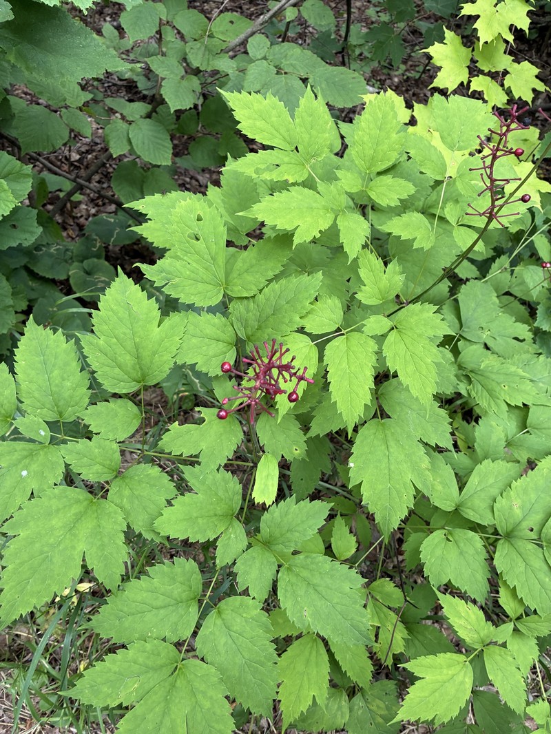 Actaea pachypoda f. rubrocarpa photo 5