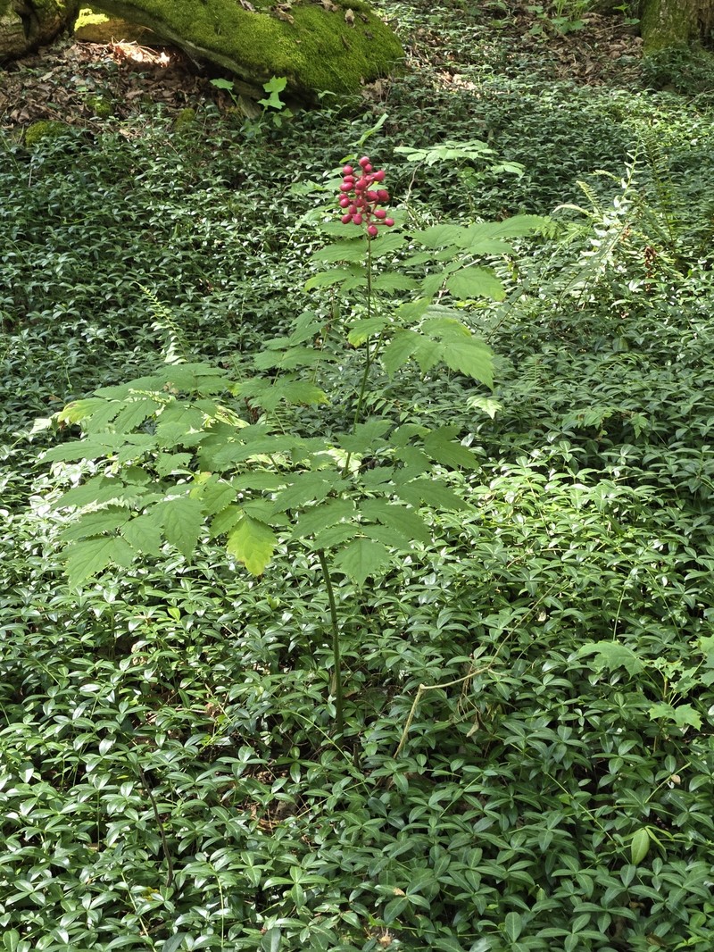 Actaea pachypoda f. rubrocarpa photo 6