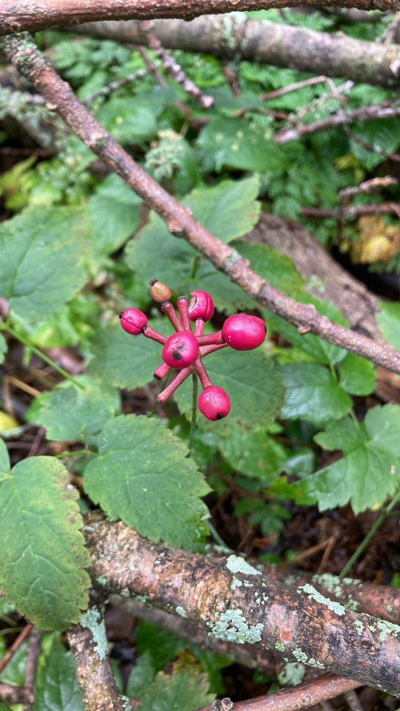 Actaea pachypoda f. rubrocarpa photo 7