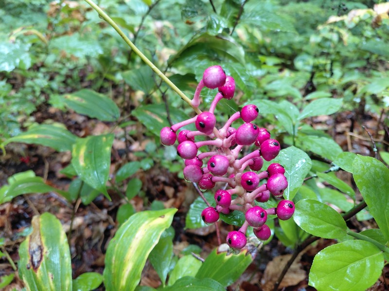 Actaea pachypoda f. rubrocarpa photo 8