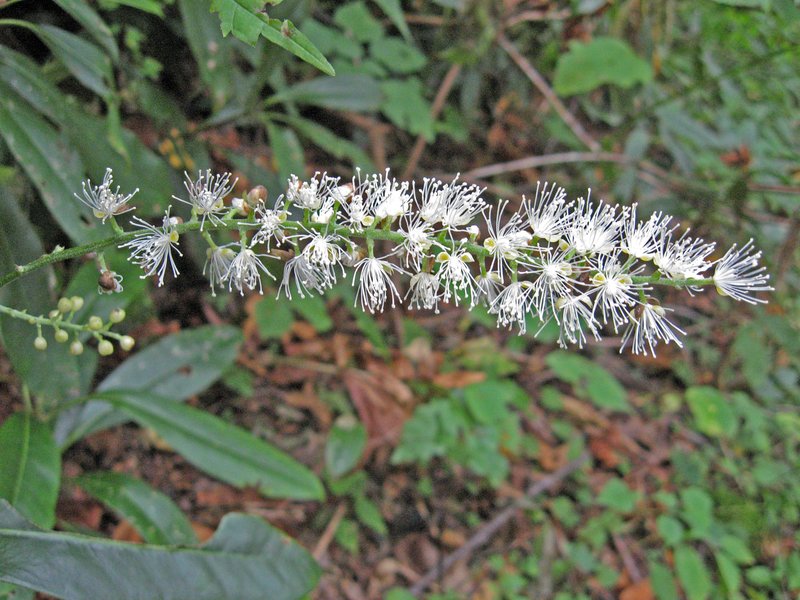 Mountain Bugbane
