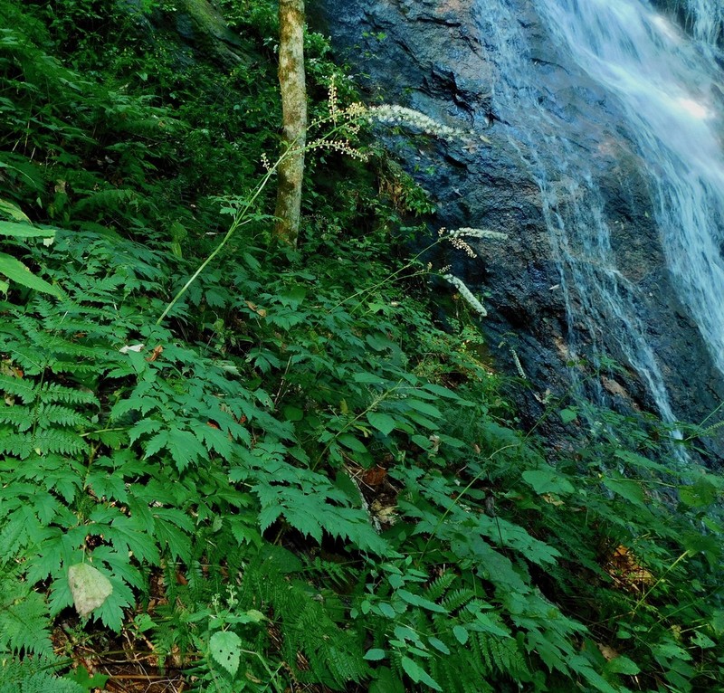 Mountain Bugbane photo 2