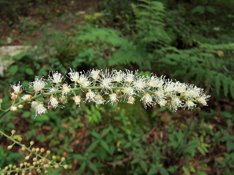 Mountain Bugbane photo 3