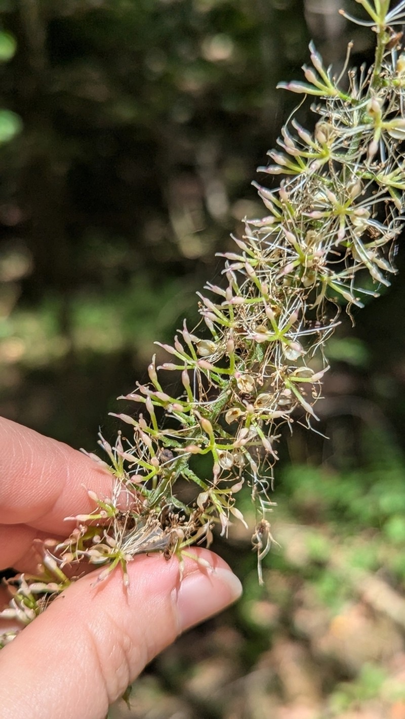 Mountain Bugbane photo 4