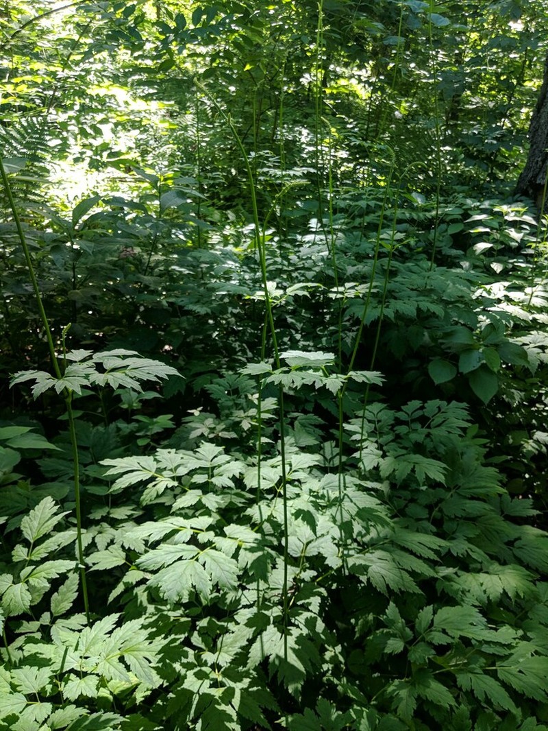 Mountain Bugbane photo 5