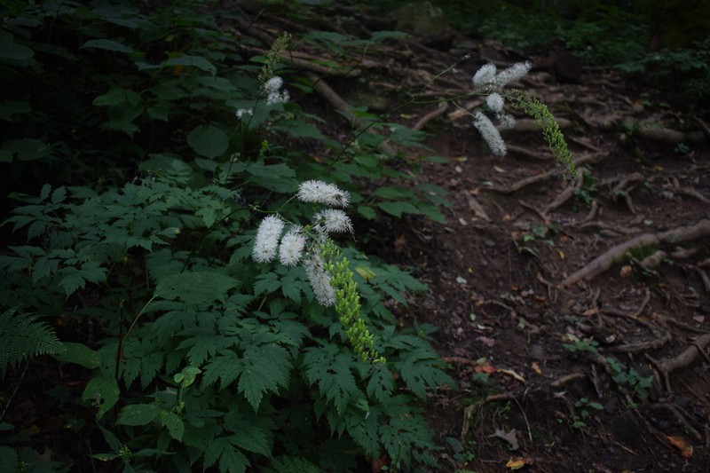 Mountain Bugbane photo 6
