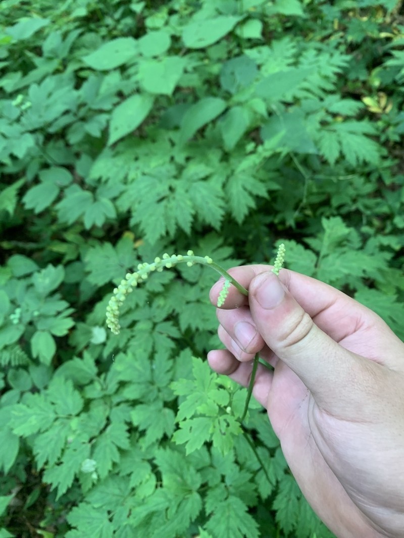 Mountain Bugbane photo 7