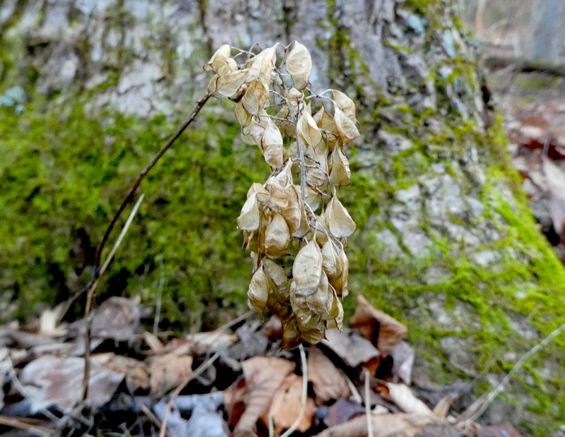 Mountain Bugbane photo 8