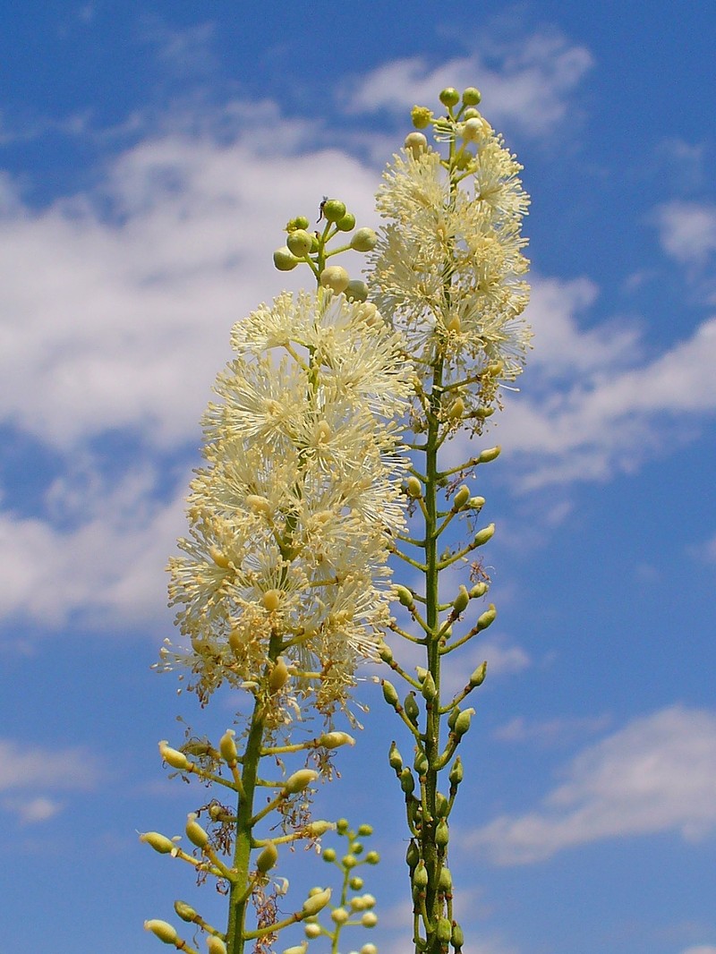 Black Baneberry