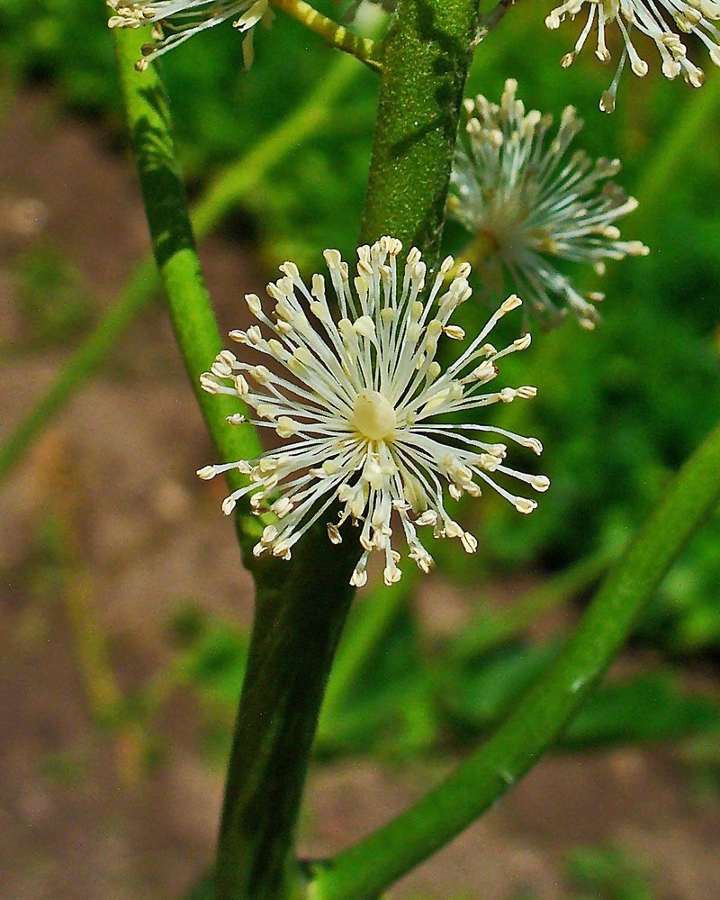 Black Baneberry photo 3
