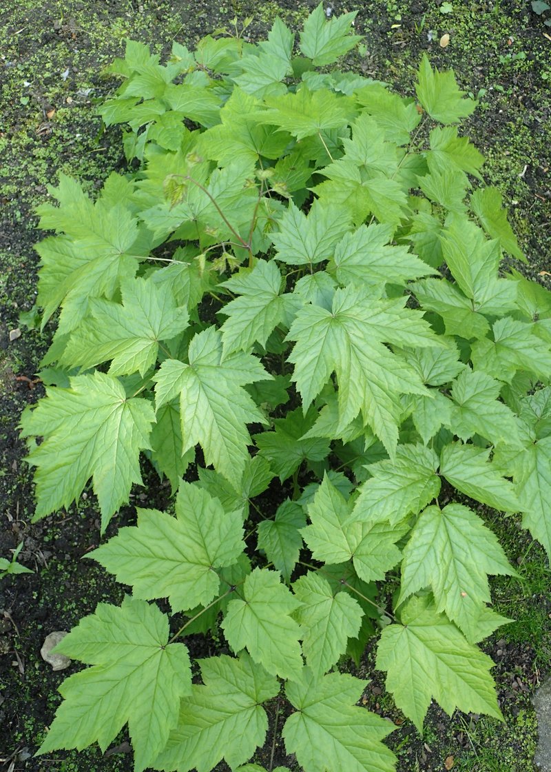 Black Baneberry photo 4