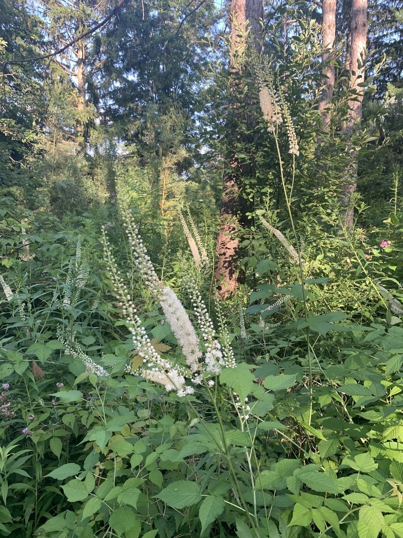 Black Baneberry photo 5