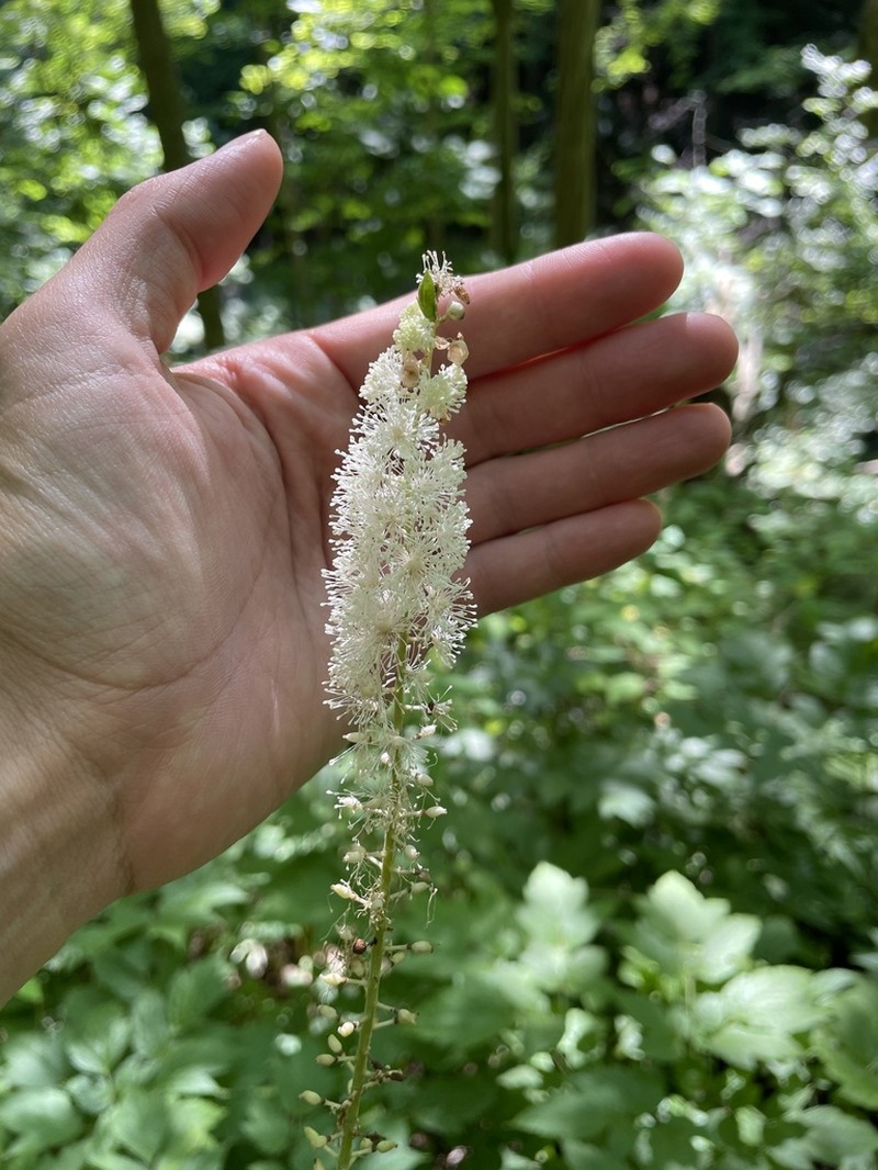 Black Baneberry photo 6