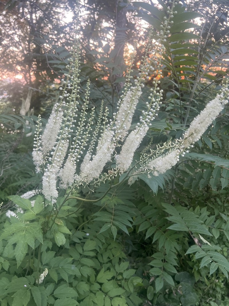 Black Baneberry photo 7