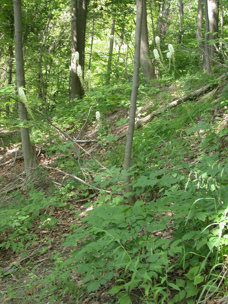 Black Baneberry photo 8