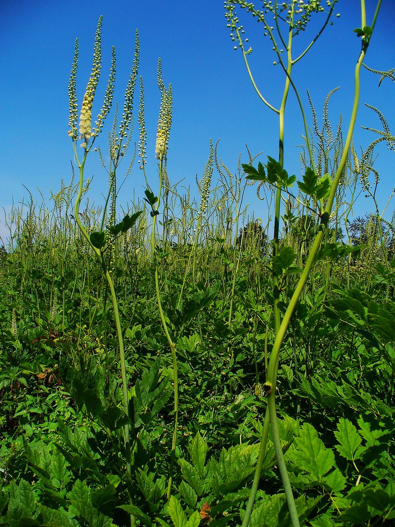 Black Baneberry photo 2