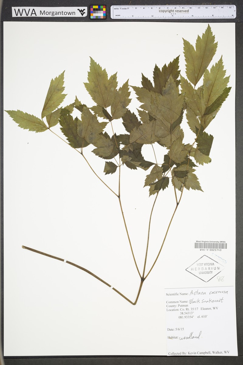 Actaea racemosa var. racemosa photo 2