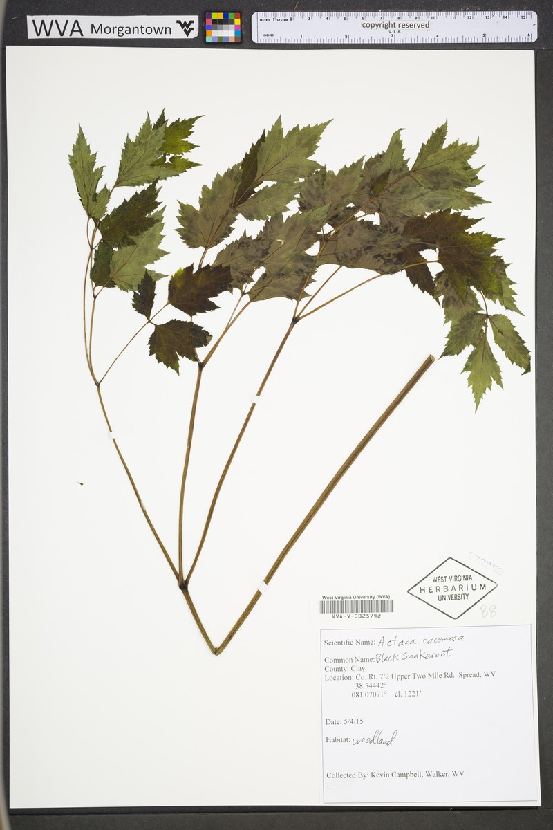 Actaea racemosa var. racemosa photo 3