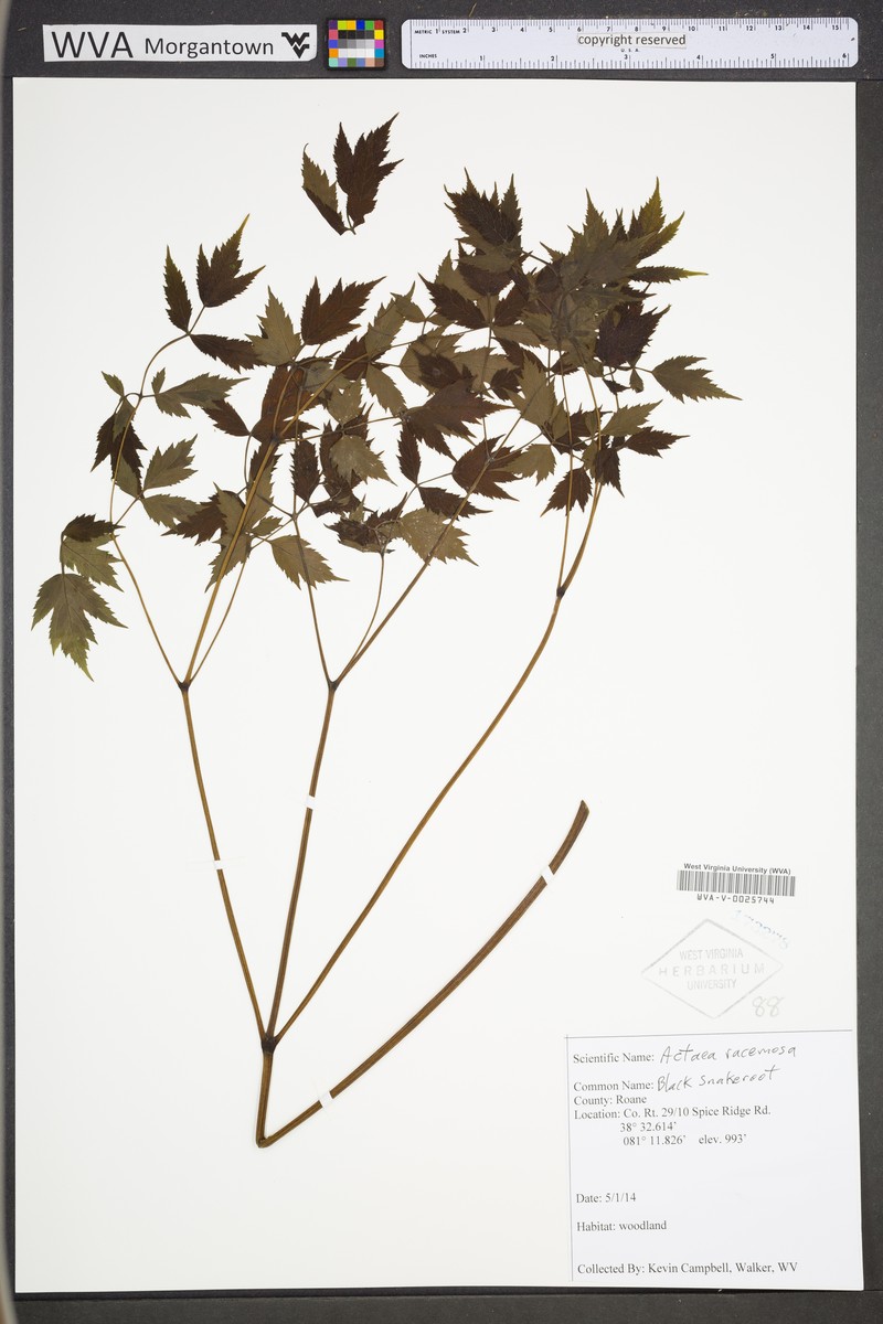 Actaea racemosa var. racemosa photo 4