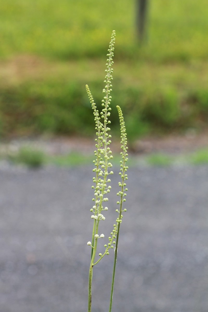 Actaea racemosa var. racemosa