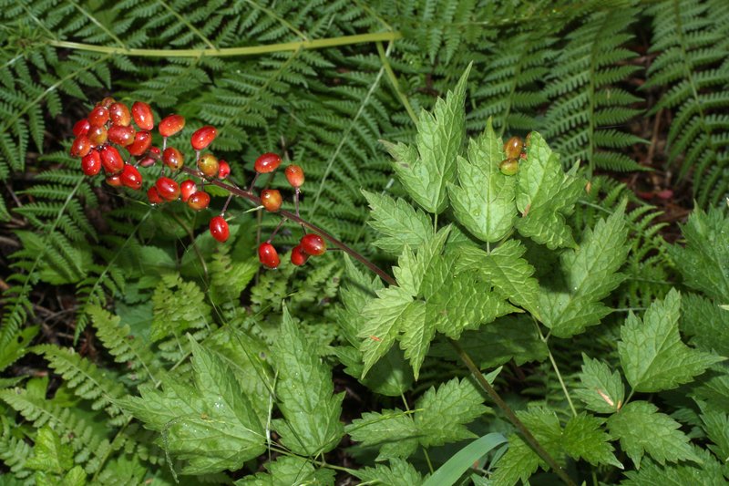Red Baneberry photo 2