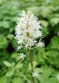 Red Baneberry