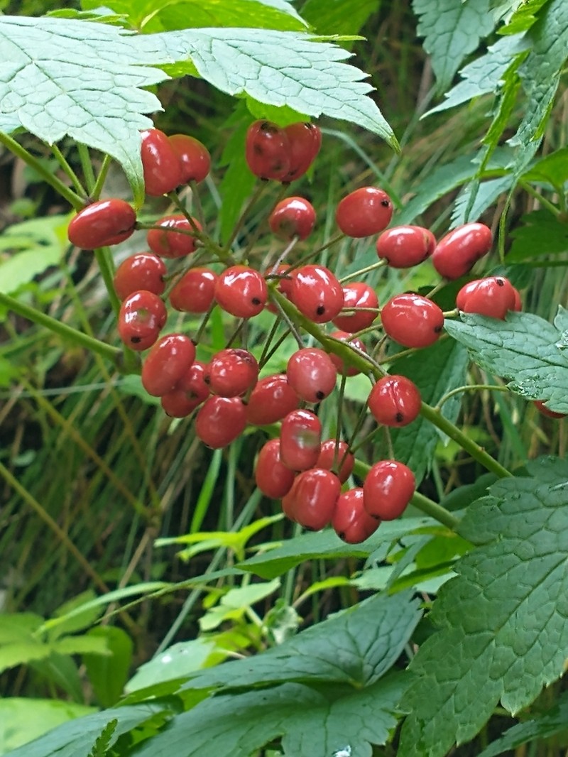 Red Baneberry photo 4