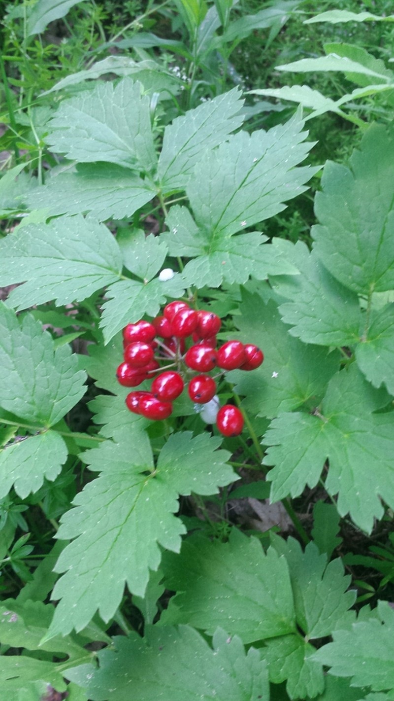Red Baneberry photo 5