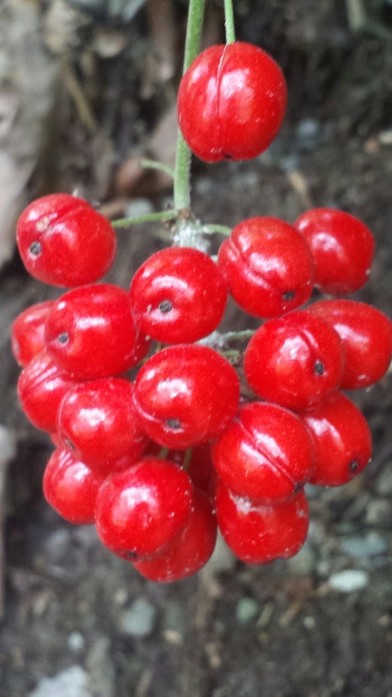 Red Baneberry photo 6