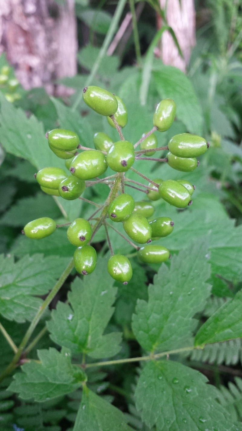 Red Baneberry photo 7