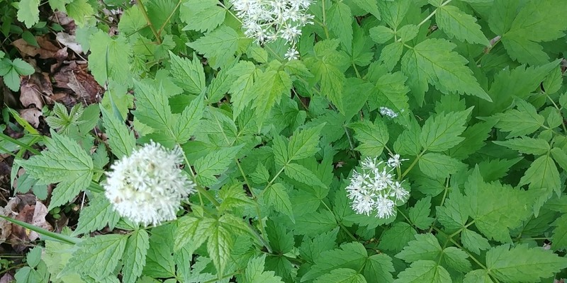 Red Baneberry photo 8