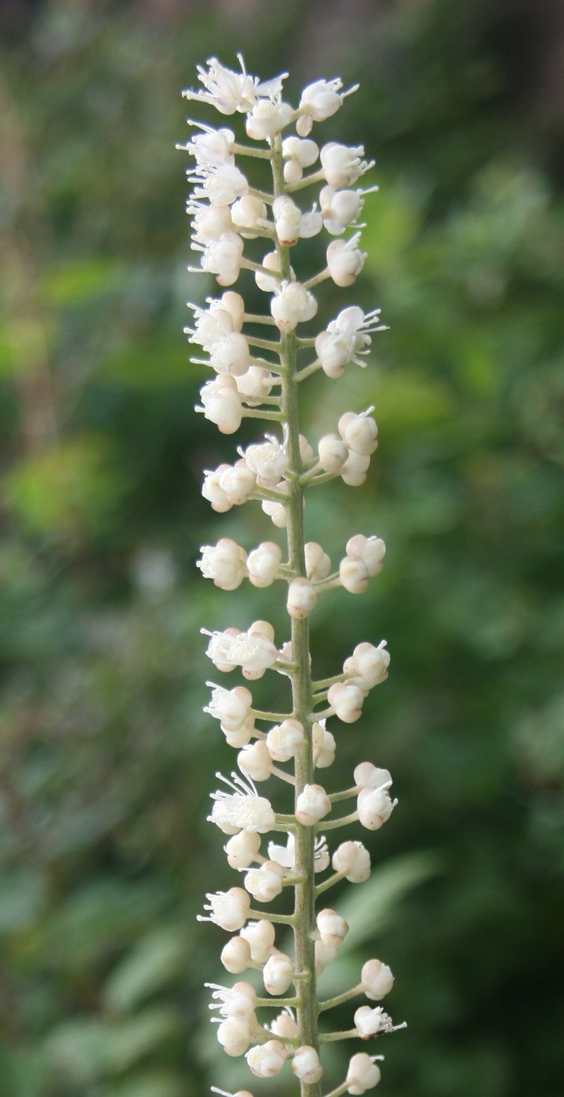 Actaea simplex