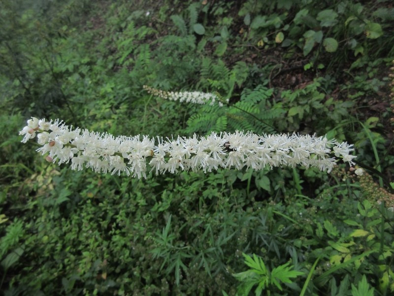 Actaea simplex photo 2