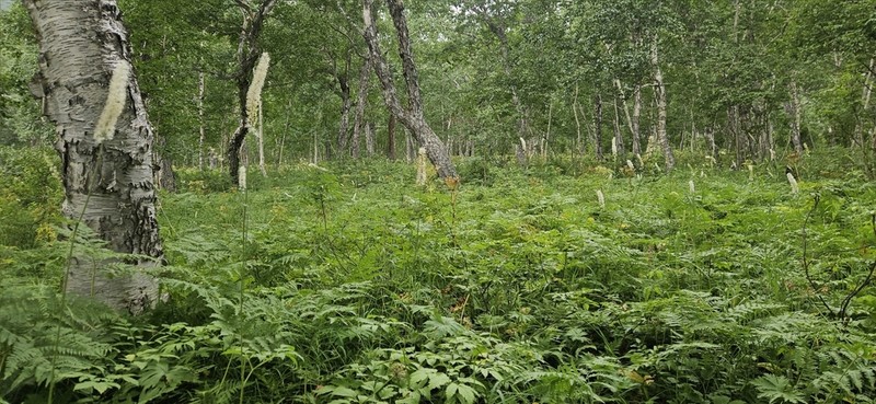 Actaea simplex photo 4