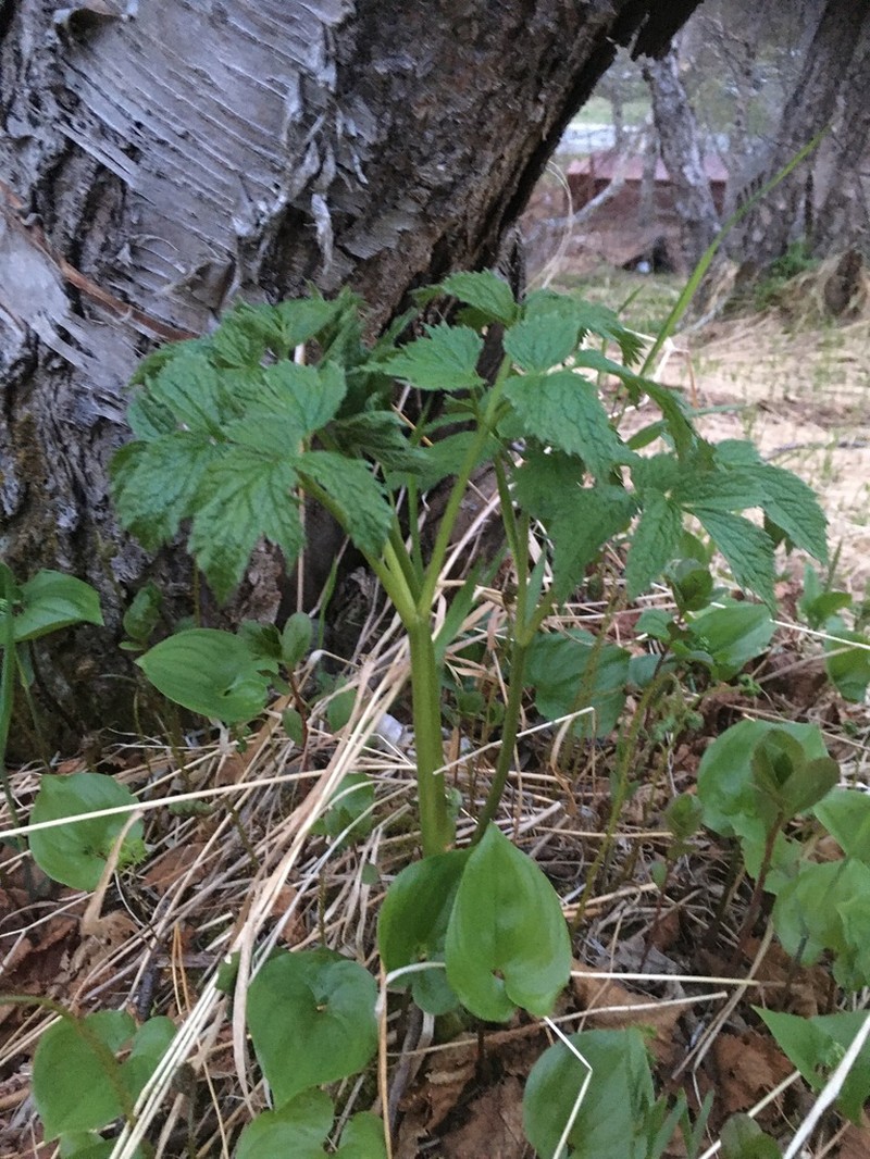 Actaea simplex photo 6