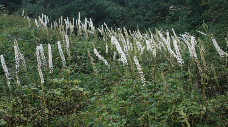 Actaea simplex photo 7